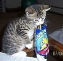 A small tabby kitten biting into a blue Capri Sun pouch.