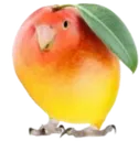 00_mangogo
