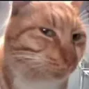 catsus