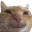 cathappy