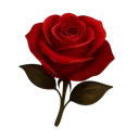 scarletrose