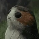 stare