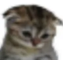 gato_sad gato_sad
