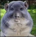animole