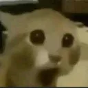 catshocked