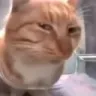 SusCat