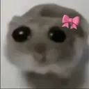 cutu