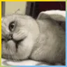 sleepycat