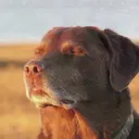 peacedog peacedog