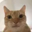 catstare