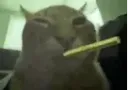 buhBlunt