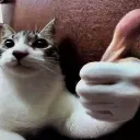 catthumbsup