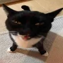 emojimalew