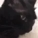 MelmCat