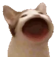 popcat