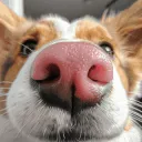 pupsniff