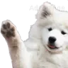 waveboir