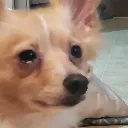 saddog3