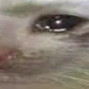catcry2 catcry2