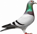 pigeon