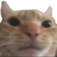 SwagCat