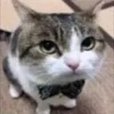 gatofino2