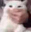 sh