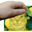 lemonlarrypat