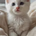 cutecat