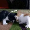 catboink
