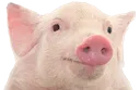 :svin: