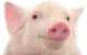 :svin:
