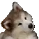 CuteDog