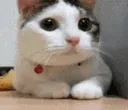 cat_no