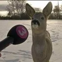 interview_deer