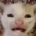 Gatollorandofuertemente