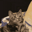 squish_kitty