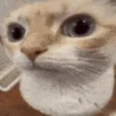 sus
