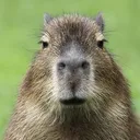 Capybara2