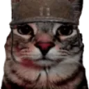 stare_cat