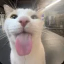 SillyKitty