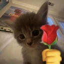 A gray kitten with large eyes holding a red rose emoji.