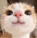 cat3