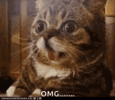 catsanimals