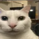 cat_stare