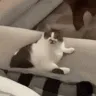 cat_lick