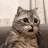 cat_wtf