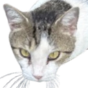 Karl Discord emoji