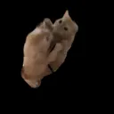 happycat