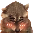 raccoon_blush